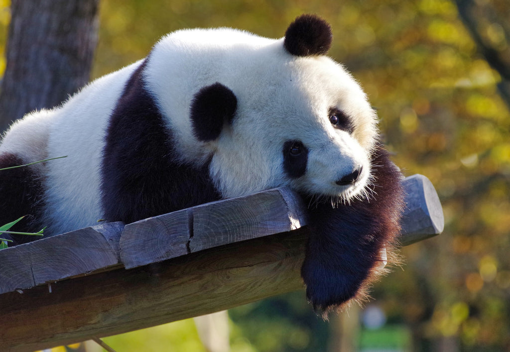 combinaison pyjama panda