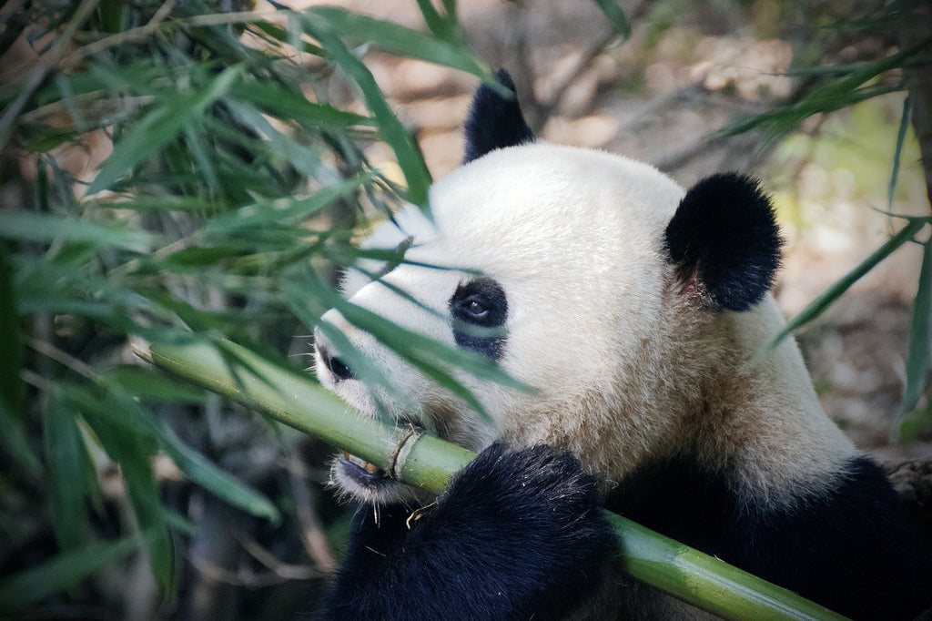 Que mange le Panda Géant ? 🐼