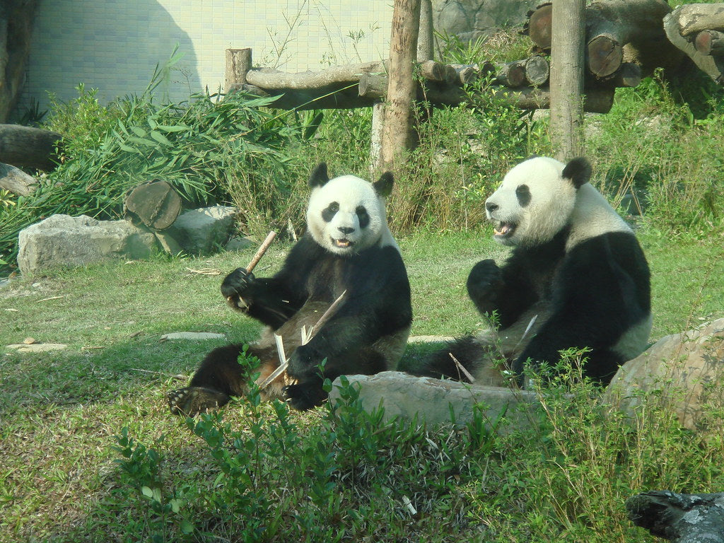 Tout savoir sur le cri du Panda Géant & son langage